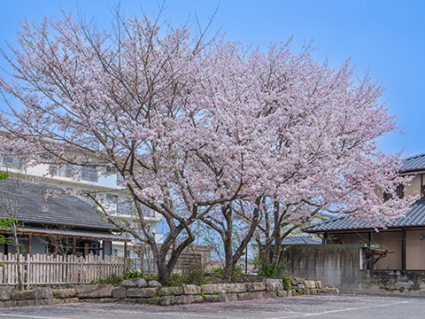 いわい温泉湯の宿さ蔵